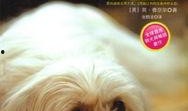 狗心在线观看,温情治愈，宠物与人类的深情故事