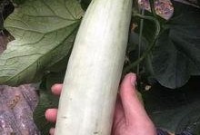 吃网红瓜的平台有哪些,盘点热门八卦聚集地