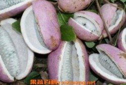 网红吃的八月瓜,八月瓜美食探秘